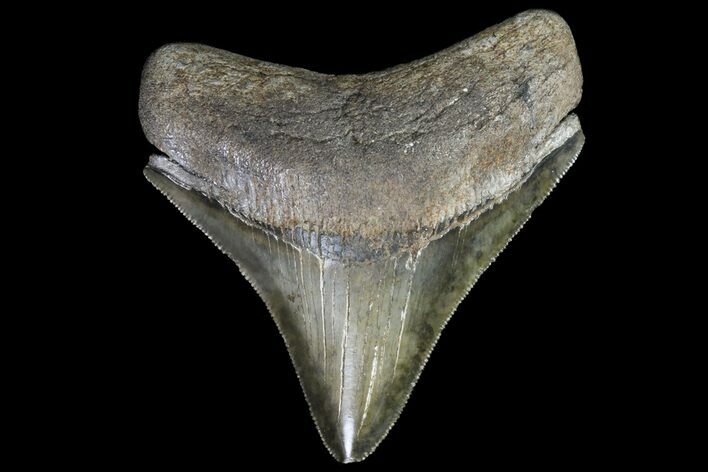 Serrated, Fossil Megalodon Tooth - Posterior Tooth #76488